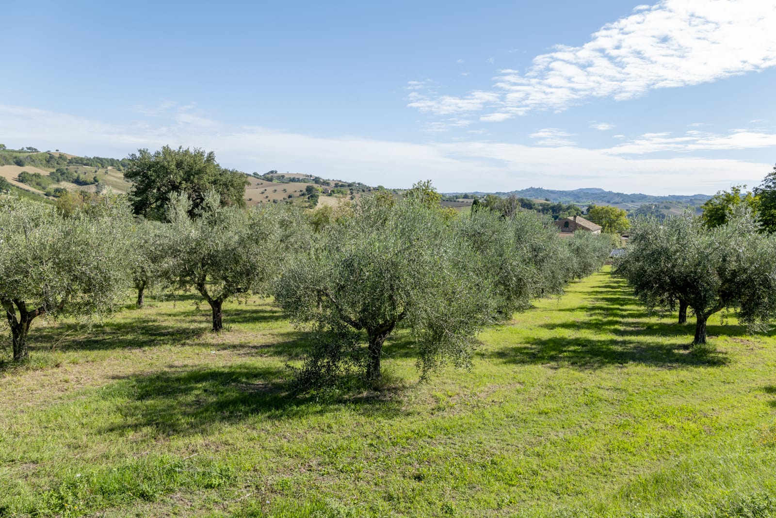 Azienda agricola Fontegranne